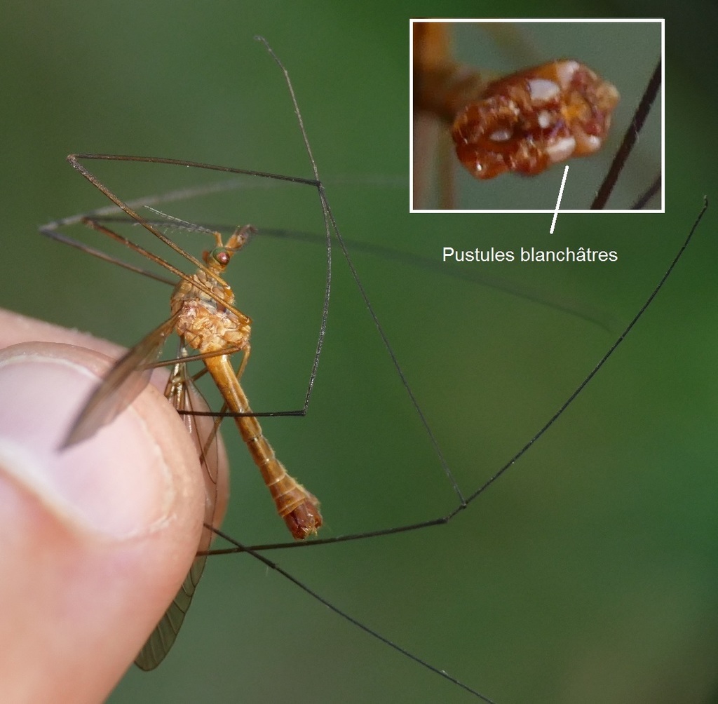 Tipula cava