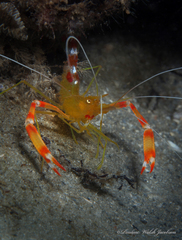 Stenopus scutellatus
