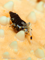 Gnathophyllum americanum