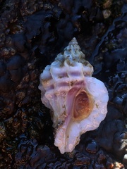 Crassilabrum crassilabrum