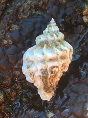 Crassilabrum crassilabrum