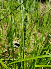 Carex vulpinoidea