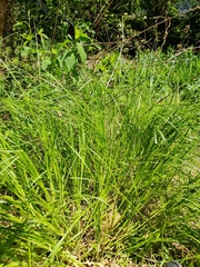 Carex vulpinoidea