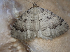 Triphosa tauteli