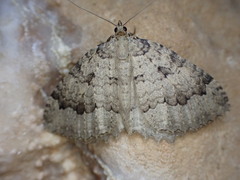 Triphosa tauteli
