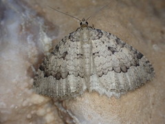 Triphosa tauteli