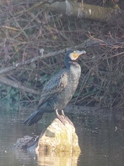 Phalacrocorax carbo