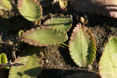 Leptinella dioica