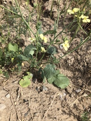 Rhamphospermum nigrum