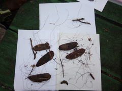 Polyporus guianensis