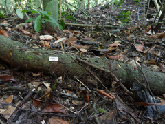 Polyporus guianensis