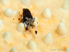 Gnathophyllum americanum