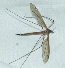 Tipula flavolineata