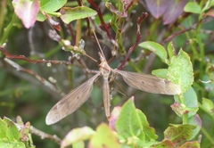 Tipula fulvipennis