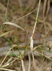 Tipula fulvipennis