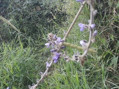 Calopogonium caeruleum