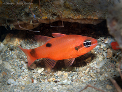 Apogon maculatus