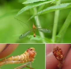 Tipula lunata