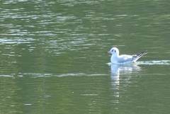 Chroicocephalus ridibundus