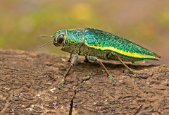 Psiloptera attenuata