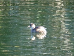 Tachybaptus ruficollis