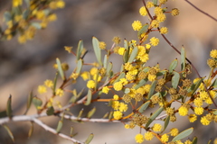 Acacia glaucissima