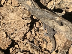 Phyllodactylus unctus