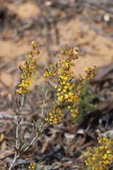 Acacia glaucissima