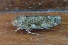 Allygidius atomarius