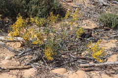Acacia glaucissima