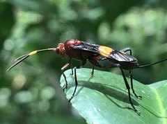 Compsocryptus melanostigma