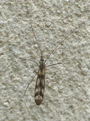 Tipula trifascingulata