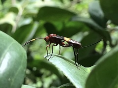 Compsocryptus melanostigma