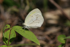 Eurema daira eugenia