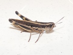 Macrotona