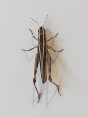 Macrotona