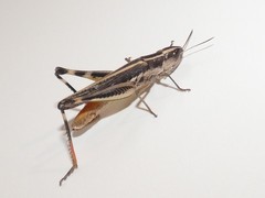 Macrotona