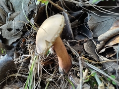 Tylopilus intermedius