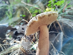 Tylopilus intermedius