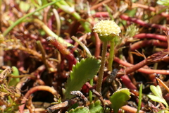Leptinella dioica