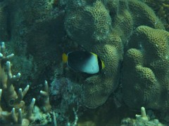 Chaetodontoplus mesoleucus