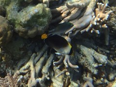 Chaetodontoplus mesoleucus