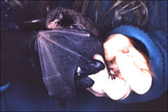 Falsistrellus tasmaniensis