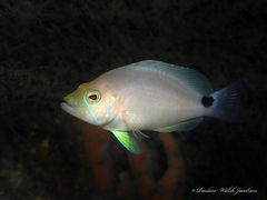 Hypoplectrus unicolor