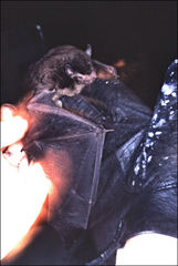 Falsistrellus tasmaniensis