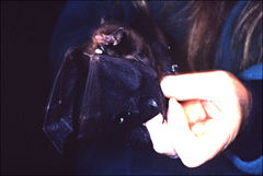 Falsistrellus tasmaniensis