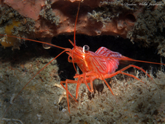 Lysmata rafa