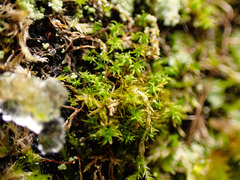 Zygodon viridissimus