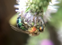 Augochloropsis tupacamaru