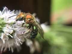 Augochloropsis tupacamaru